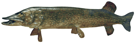 Rekordhaugi topis