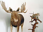 põder ja ilves